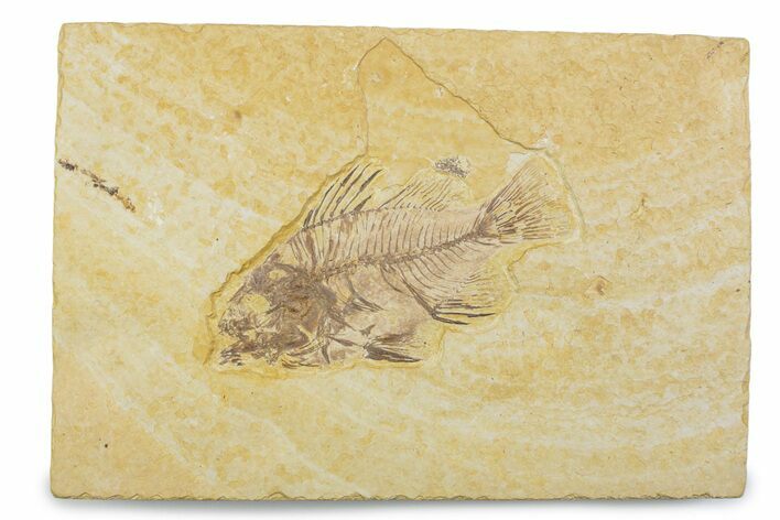Juvenile Fossil Fish (Cockerellites) - Wyoming #373908
